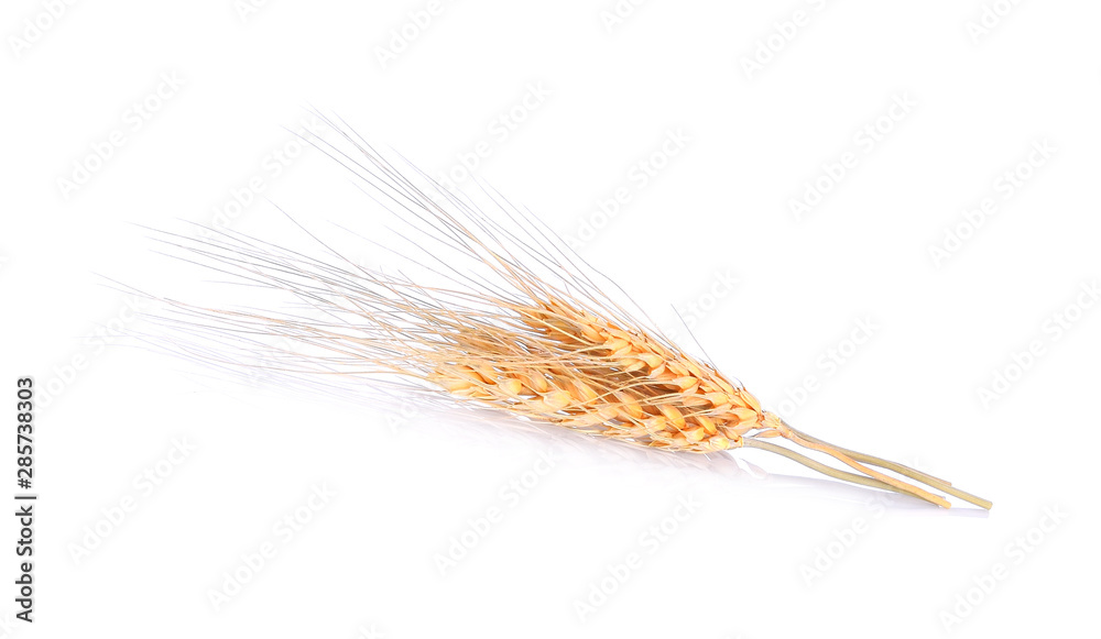 Ear of barley on white background