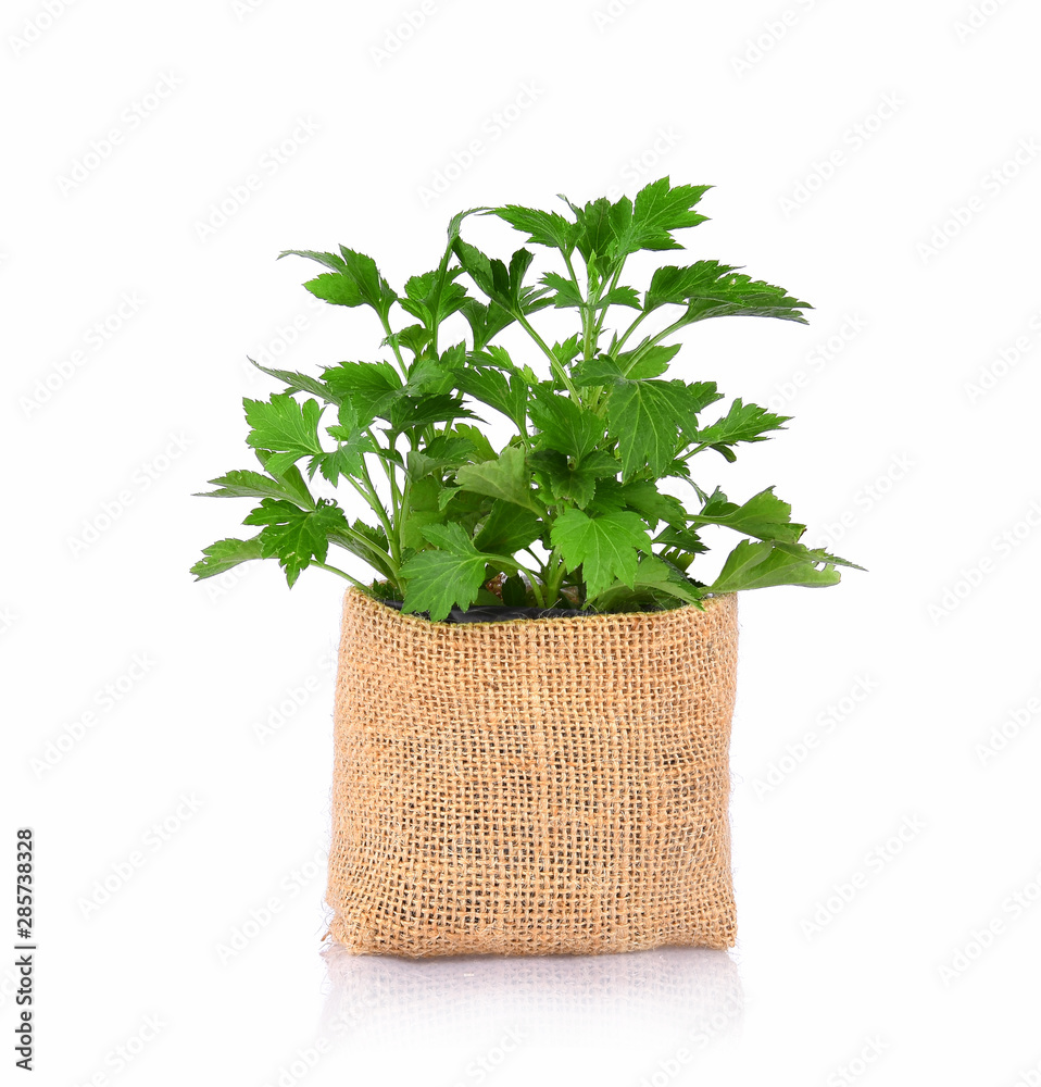 Naklejka premium mugwort isolated on white background
