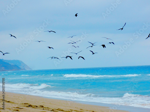 seagulls on the beach © Ana