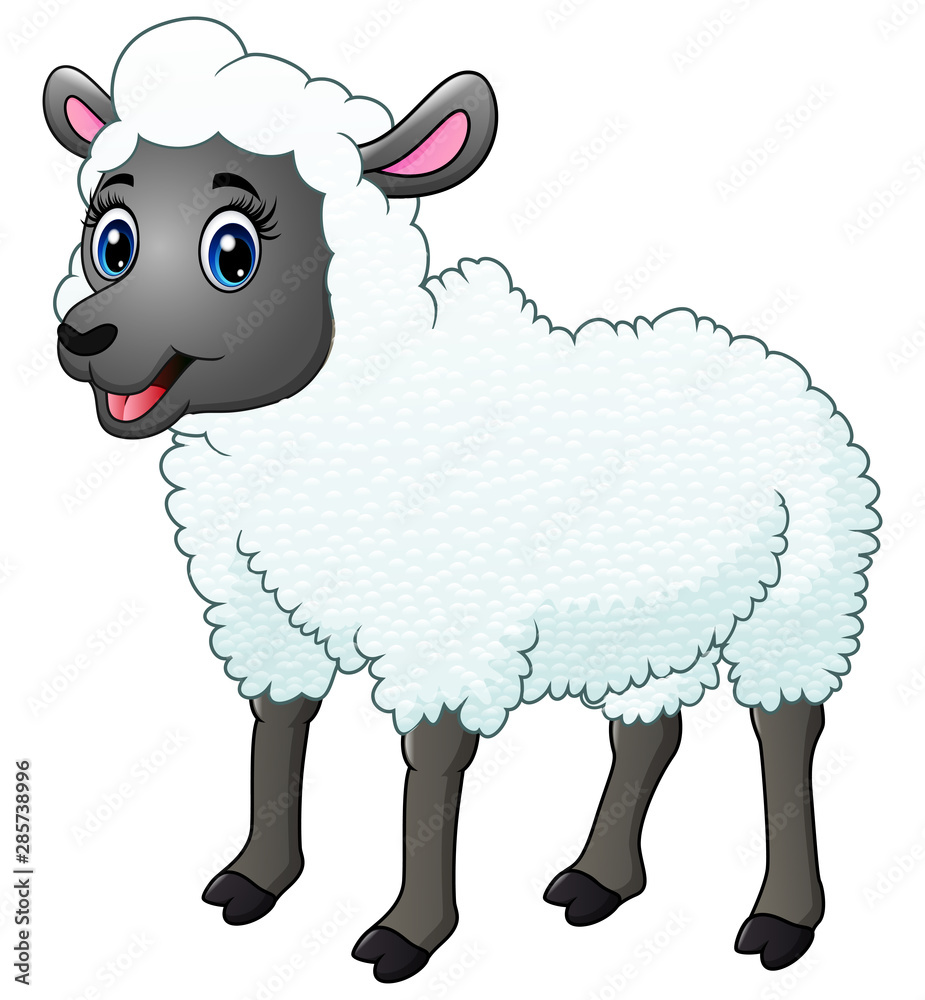 A beautiful sheep isolated on white background A beautiful sheep isolated on white background