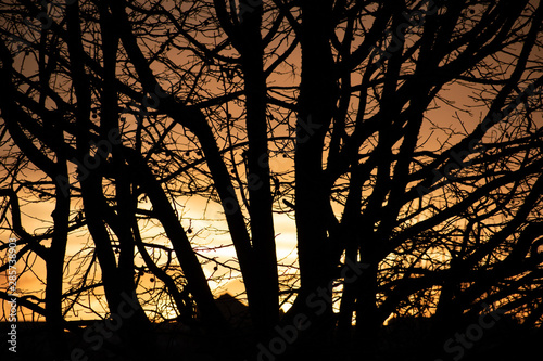 Sunset behind a tree