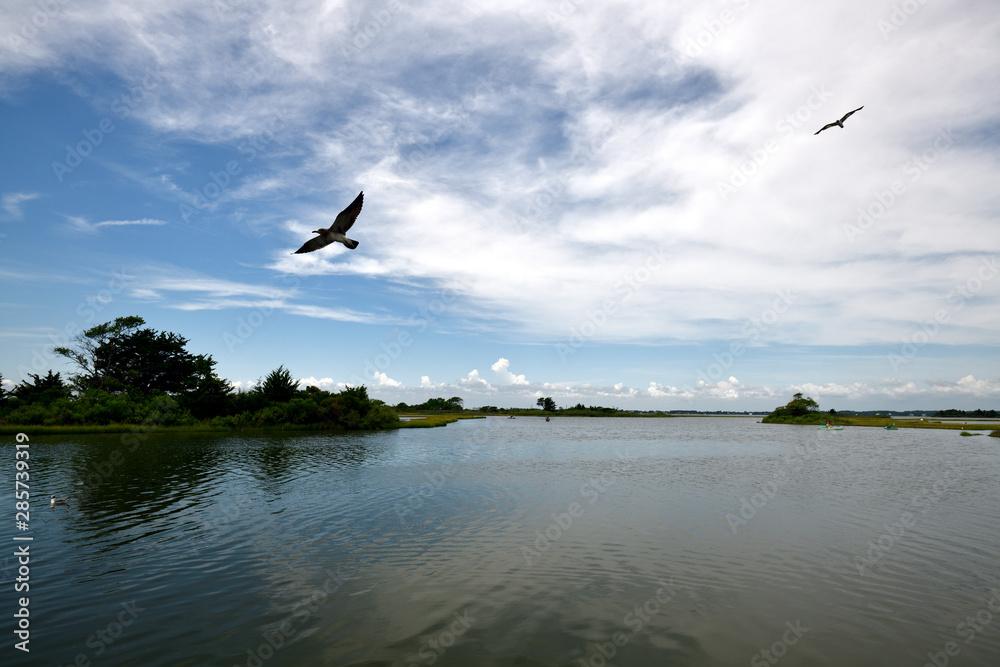 Fototapeta premium bird in flight