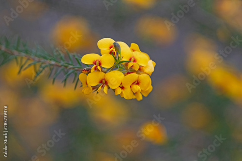 Small yellow wildflower in Sydney, Australia