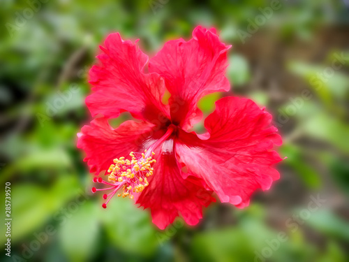 Red hibiscus flower with green blur background © Tarun