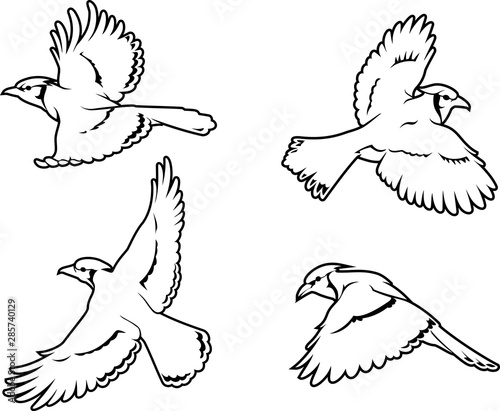 Blue Jay Bird Line Art