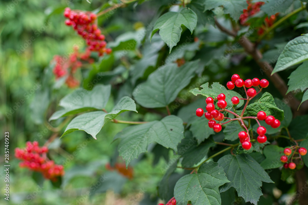 Obraz premium The ripening of red viburnum in the garden, young bush viburnum