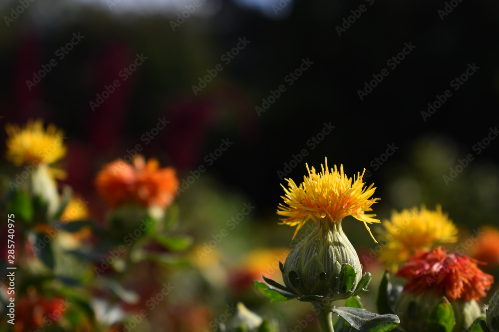 Fototapeta premium yellow flowers in the garden