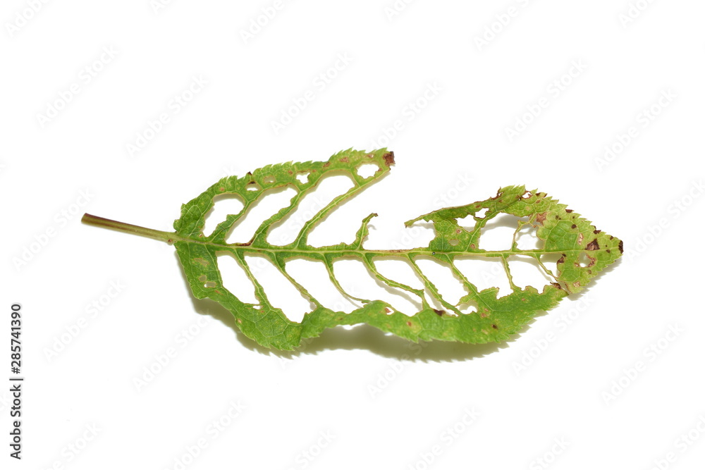 Naklejka premium Holes in leaves from bird cherry tree damaged by pest insects