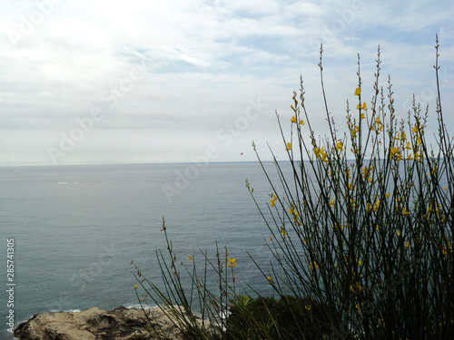 Wild nature. Yellow flowers on the rocks. Sea  waves.