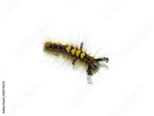 The rusty tussock moth caterpillar Orgyia antiqua isolated on white
