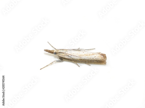 The Straw Grass-veneer moth Agriphila straminella isolated on white
