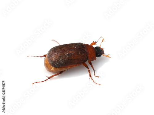 The brown chafer beetle Serica brunnea isolated on white background © hhelene