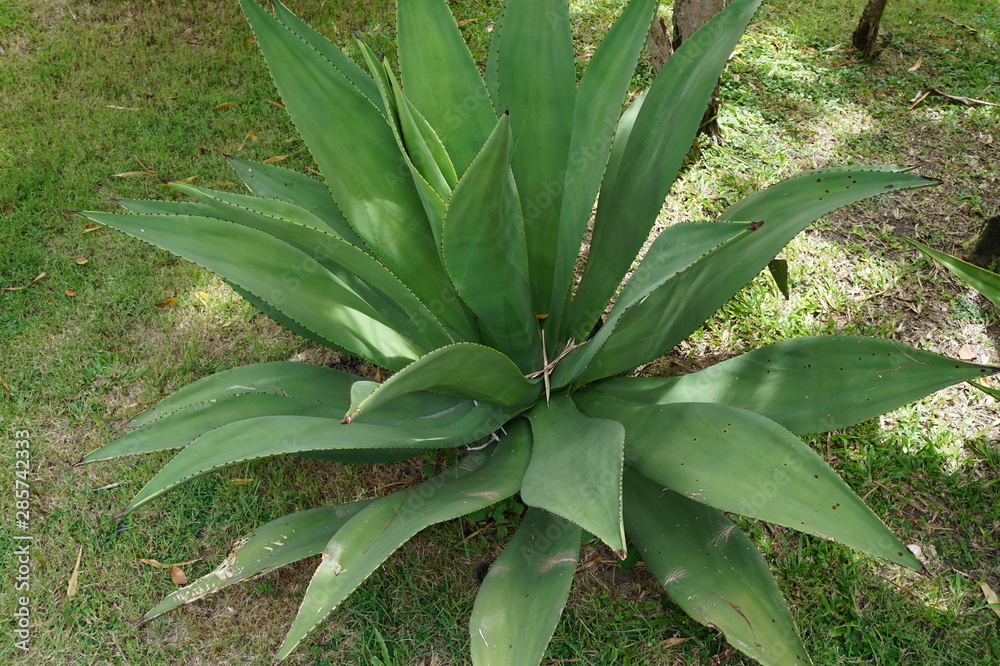 Obraz premium Many species of trees in the desert