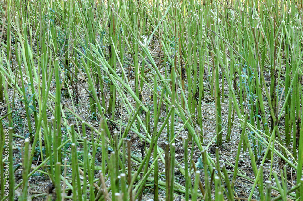 Obraz premium view into harvested oilseed rape field with cut stems