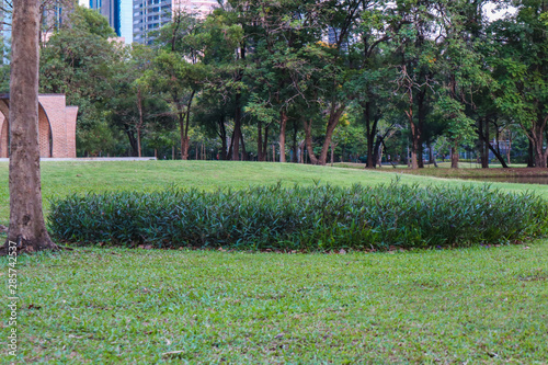 Fototapeta Naklejka Na Ścianę i Meble -  Green grass in city public park