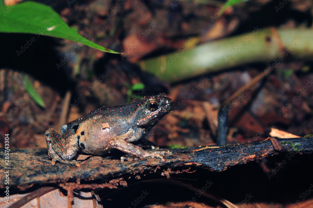Naklejka premium A black and grey frog with bright orange stipes sitting on the forest floor of the amazonian tropical forest