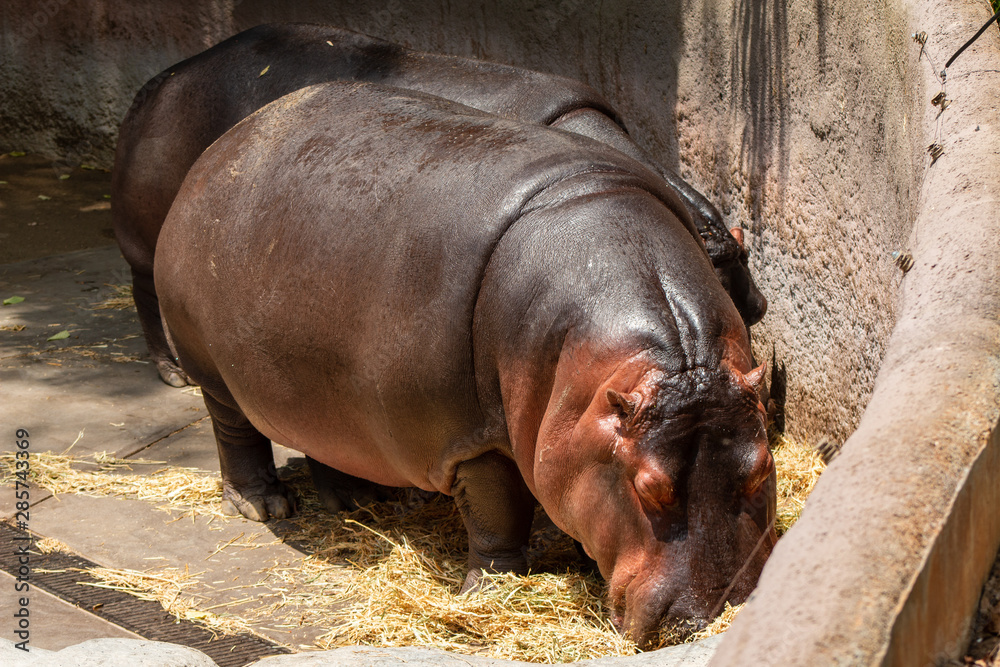 Hippopotamus