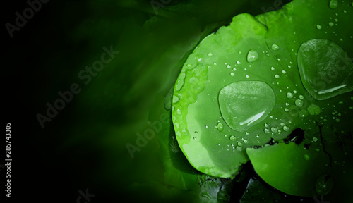 water drop on lotus leaf after raining