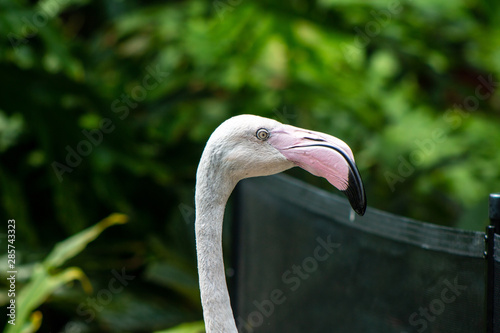 Greater Flamingo