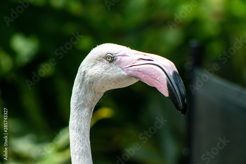 Greater Flamingo