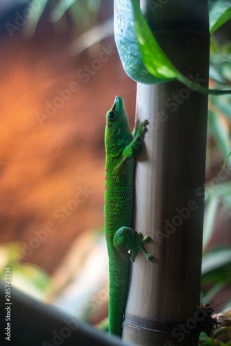 Madagascar Giant Day Gecko