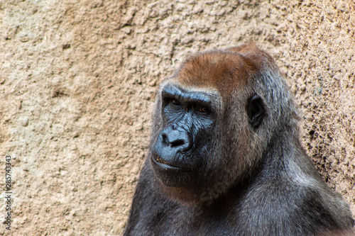 Western Lowland Gorilla