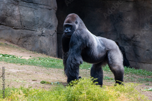 Silverback Gorilla