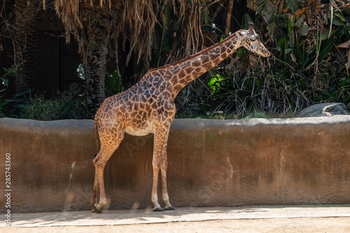 Giraffe