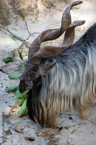 Tadjik Markhor