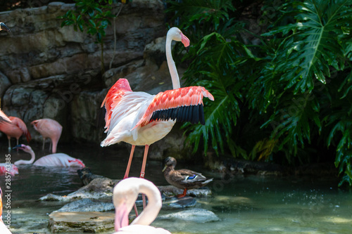 Greater Flamingo