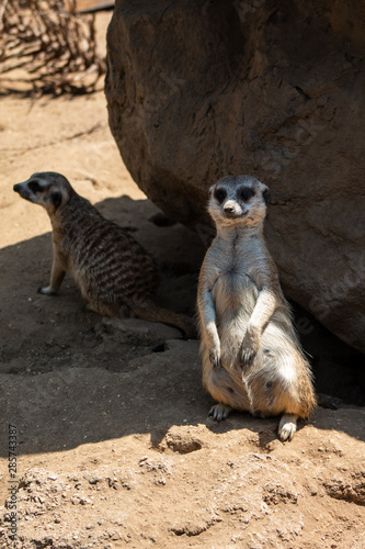Meerkat