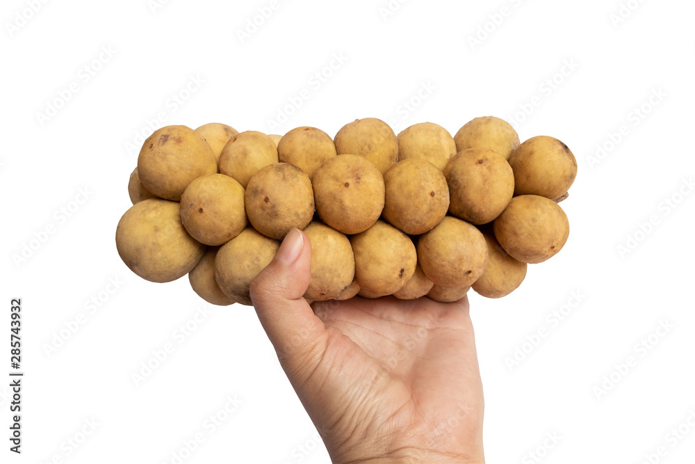 Hand Holding Longkong or langsat popular Tropical fruit from Southeast Asia. sweet and juicy. isolated on white background with clipping path. Hand Holding Longkong or langsat popular Tropical fruit from Southeast Asia. sweet and juicy. isolated on white background with clipping path.