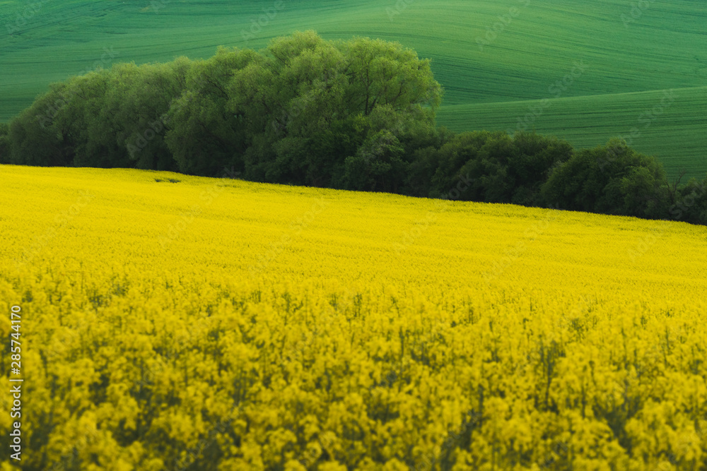 A golden field of rapeseed South Moravia Region,Czech Republic
