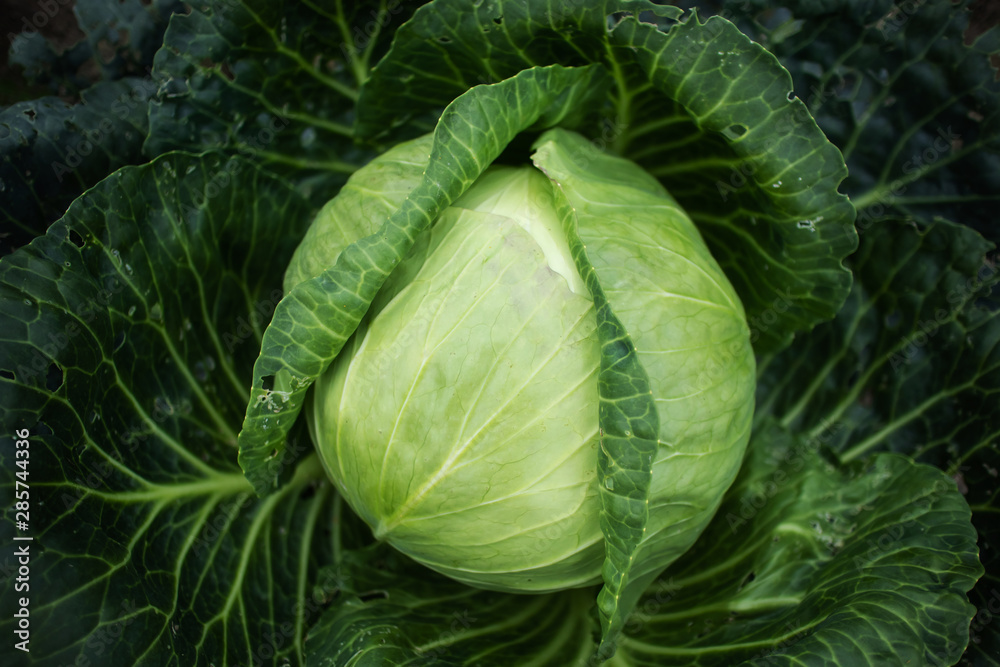 Fototapeta premium .Cabbage grows on a bed close-up. Fresh harvest. The concept of vegetarianism, growing vegetables, healthy eating, food rich in vitamins..