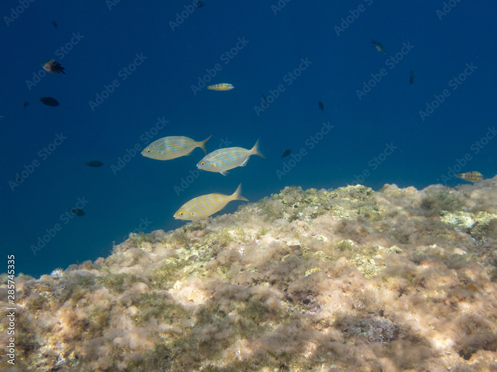 Naklejka premium Salema fish in the Mediterranean