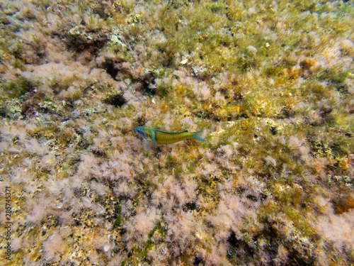 Peacock Wrasse in the Mediterranean