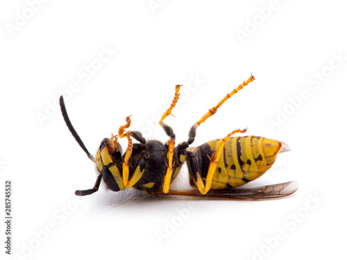Foto dead German yellowjacket wasp, Vespula germanica, on its back, side view, isolat