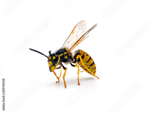 German yellowjacket wasp, Vespula germanica, preparing to fly, isolated
