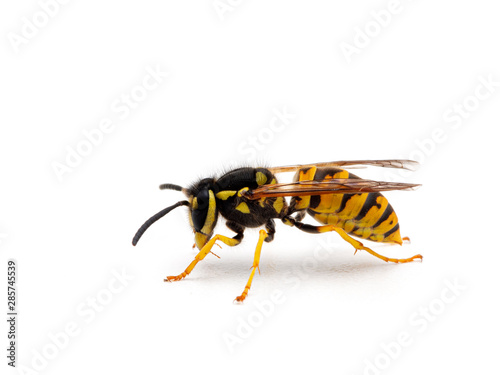 German yellowjacket wasp, Vespula germanica, side view, isolated