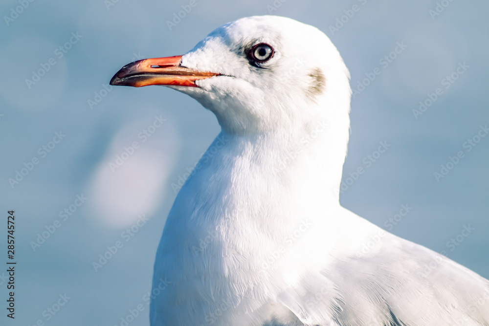 Seagull Flight, Sea Bird Flying Through Blue Sky Blue sea white bright tone nature can retreat your day from everyday life living travel seascape blur blue tone background Seagull Flight, Sea Bird Flying Through Blue Sky Blue sea white bright tone nature can retreat your day from everyday life living travel seascape blur blue tone background