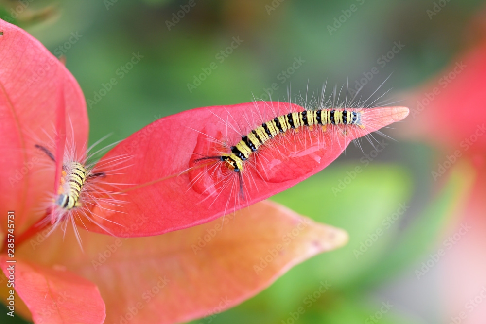 Caterpillars of Butterfly in Southeast Asia. Caterpillars of Butterfly in Southeast Asia.