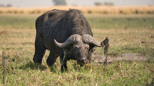 African buffalo in the wild  Zimbabwe  Africa