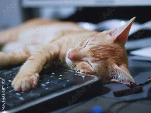 Kitten ginger cat sleeping on keyboard