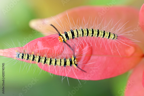 Caterpillars of Butterfly in Southeast Asia.