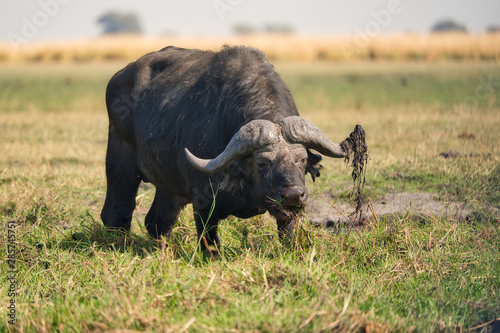 African buffalo in the wild  Zimbabwe  Africa