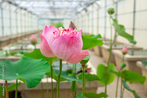 Roseum plenum Lotus flower, Pink waterlily photo