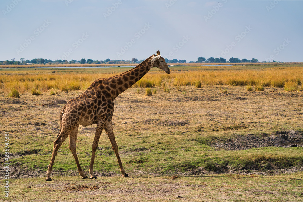 Obraz premium African giraffe in the wild, Zimbabwe, Africa
