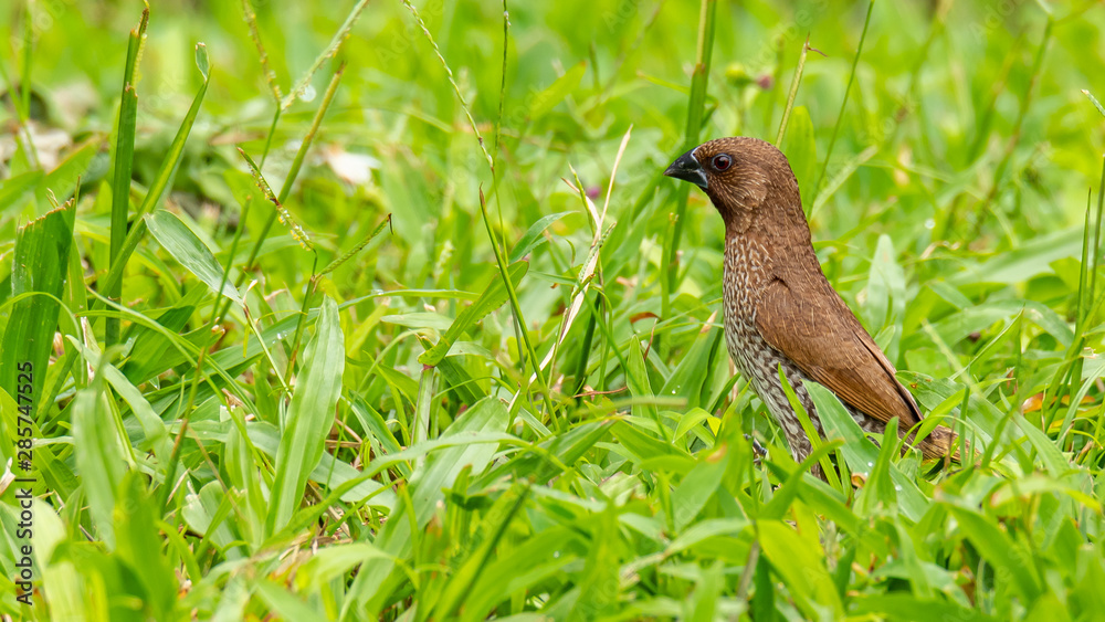 Scaly-Breasted Munia perching on grass, raising up head and looking into a distance Scaly-Breasted Munia perching on grass, raising up head and looking into a distance