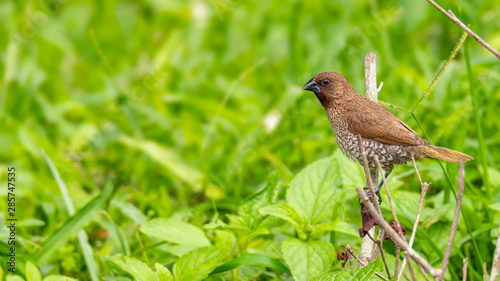 Wallpaper Mural Scaly-Breasted Munia perching on a perch looking into a distance Torontodigital.ca