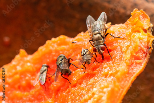 Obraz na plátně Houseflies feeding on rotten papaya meat
